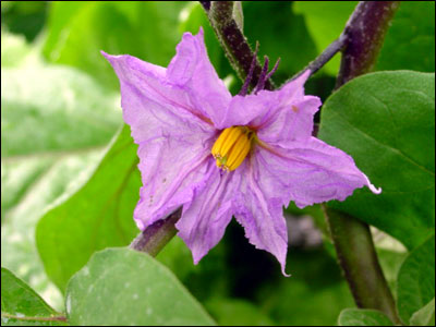 Eggplant flower