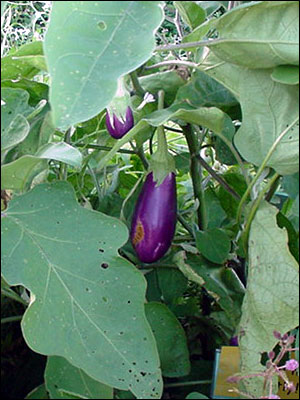 Eggplant fruit