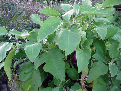 Eggplant plant