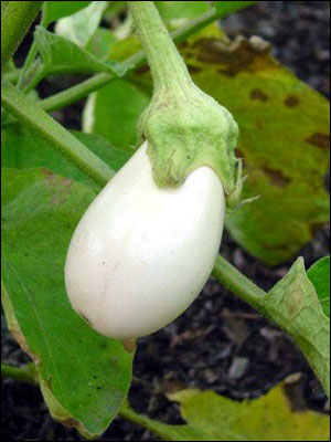 White eggplant