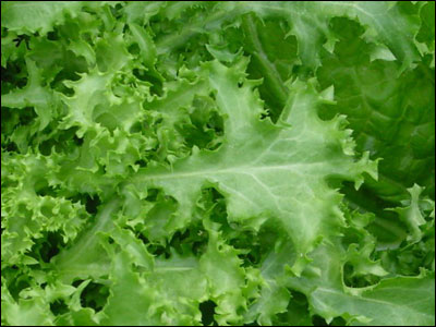 Close up of endive foliage