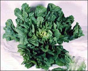 Escarole