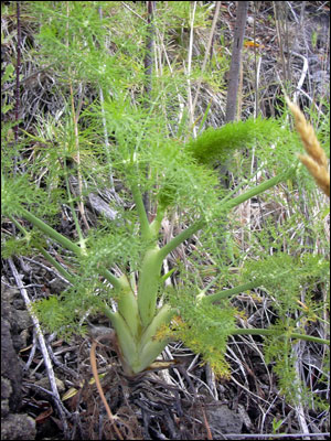 Fennel plant