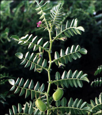 Garbanzo leaves