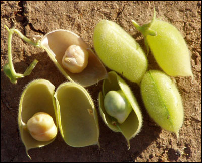 Garbanzo peas in pods