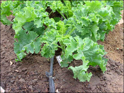 Kale plant