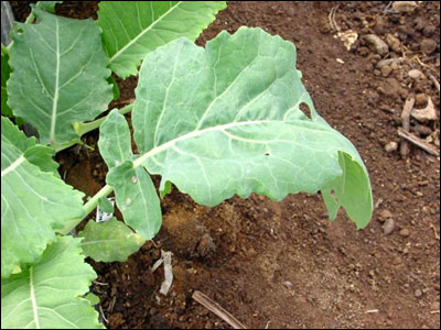 Kohlrabi foliage