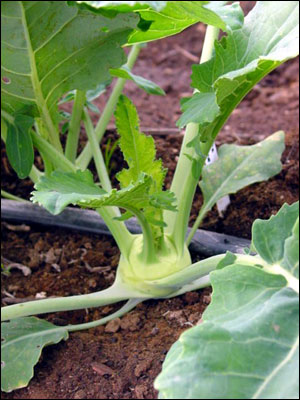 Kohlrabi plant