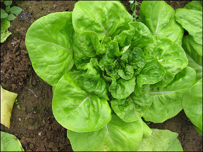 Butterhead or Boston lettuce