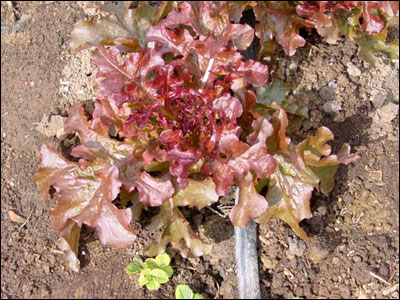 Leaf lettuce plant