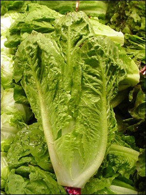 Romaine lettuce