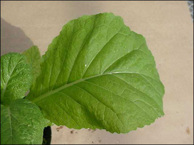 Mustard leaf