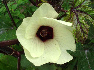 Okra flower