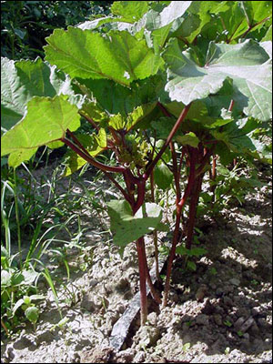 Okra plant