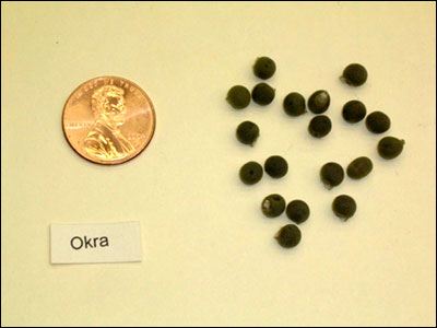 Okra seeds