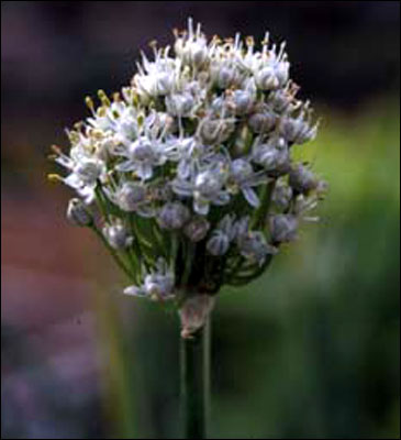 Onion flower