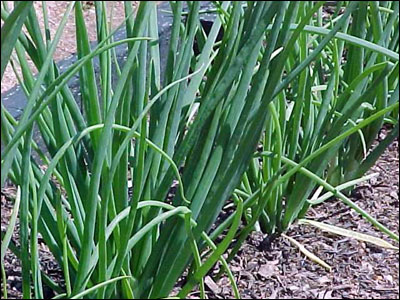 Onion foliage