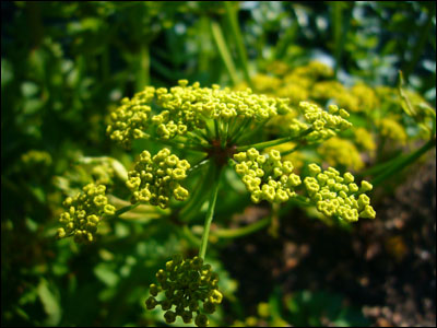 Flower of parsnip