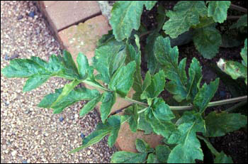 Foliage of parsnip