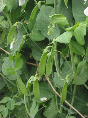 Pea plant