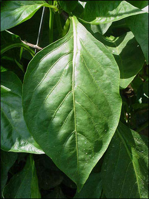 Pepper leaf