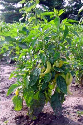 Pepper plant