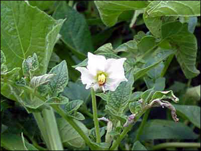 Potato flower