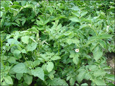 Potato plant