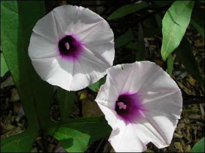 Sweet potato flower