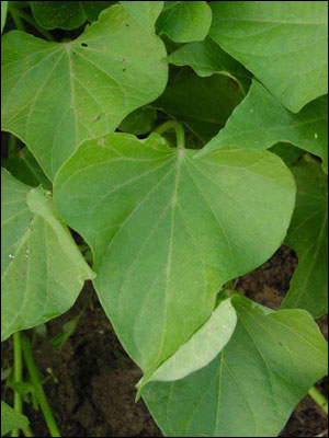 Sweet potato leaf