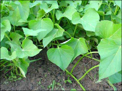 Sweet potato vine