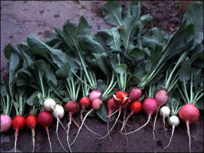 Radishes