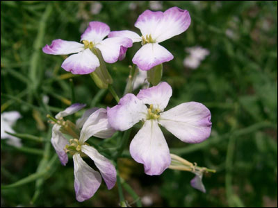 Radish flowers