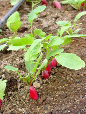 Radish plants