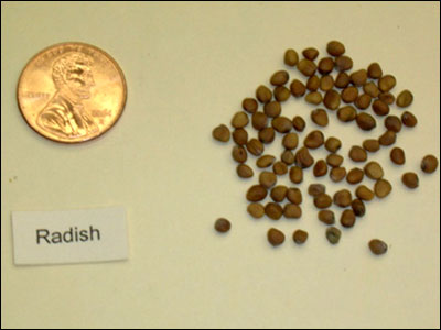 Radish seeds