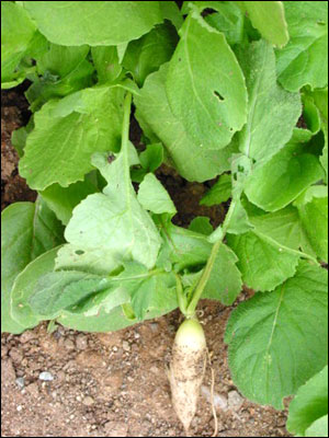 White radish