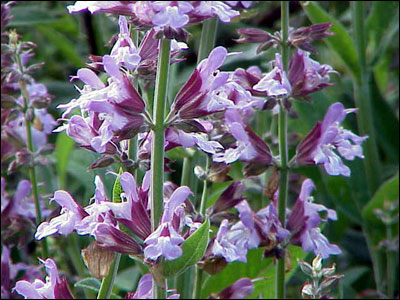 Sage flowers