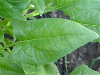 Spinach leaf