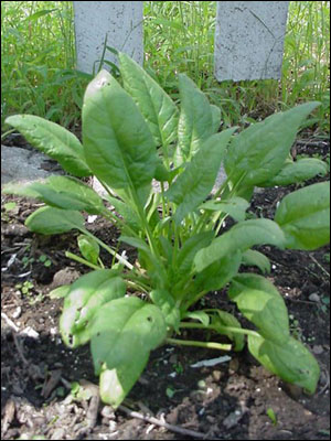 Spinach plant