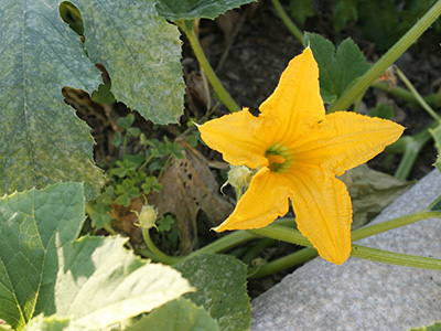 Zucchini flower