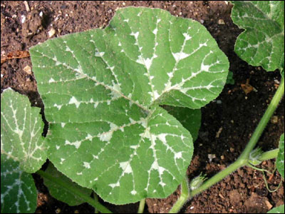 Leaf of butternut squash