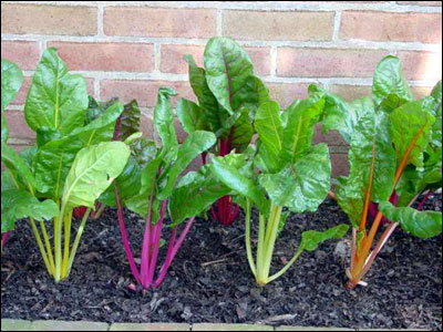 Colorful cultivars of swiss chard