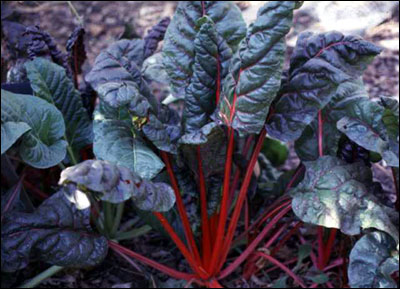 Swiss chard plant