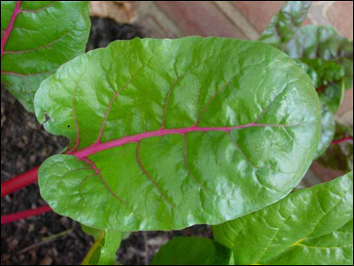 Foliage of swiss chard