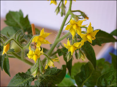 Flowers of tomato plant