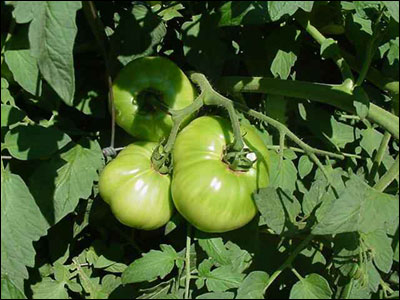 Tomatoes growing on vine