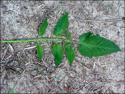 Foliage of tomato plant