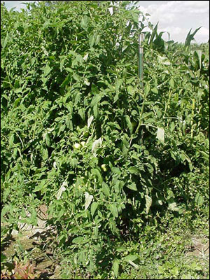 Tomato plant