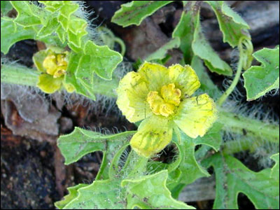 Female watermelon flower