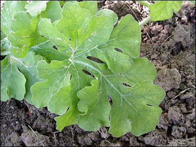 Watermelon leaf